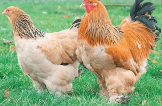 Розведення курей породи Брама: особливості, догляд та поради спеціаліста