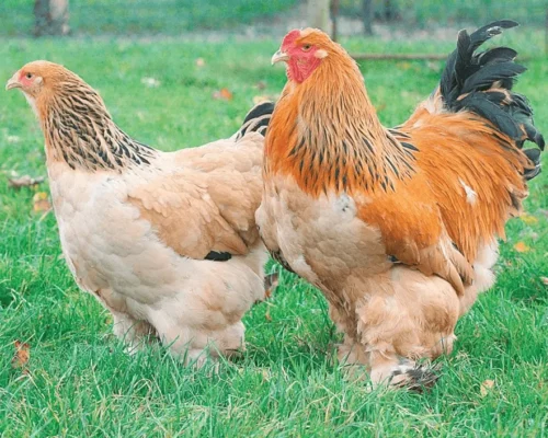 Розведення курей породи Брама: особливості, догляд та поради спеціаліста