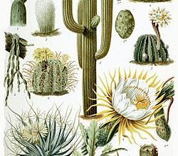 Хто такий кактус: все, що варто знати про цю популярну рослину