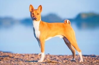 Вибір ідеальної середньої породи собак: особливості та поради