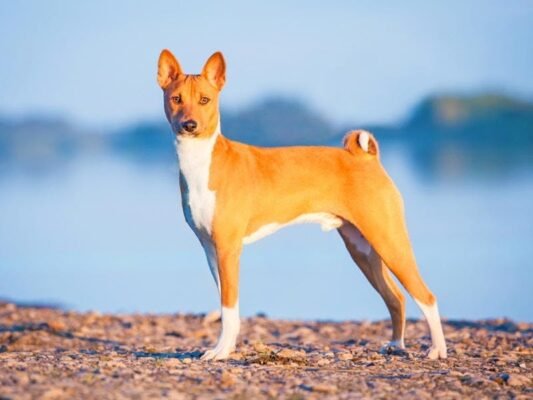 Вибір ідеальної середньої породи собак: особливості та поради