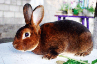 Кролик породи Рекс: особливості, догляд та утримання вдома