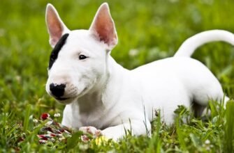 Порода собак з довгою мордою: особливості та догляд за улюбленцями.