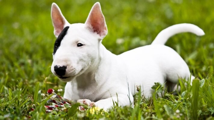 Порода собак з довгою мордою: особливості та догляд за улюбленцями.