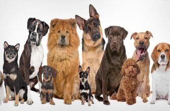 Найпопулярніші породи собак: ТОП вибір для вашого дому та сім’ї