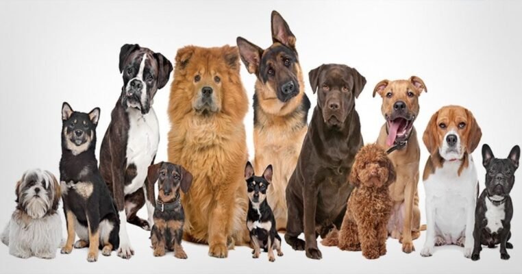 Найпопулярніші породи собак: ТОП вибір для вашого дому та сім’ї
