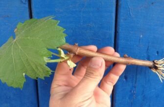 Як посадити виноград з гілки: покроковий гайд для початківців