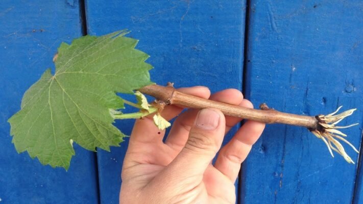 Як посадити виноград з гілочки: покрокова інструкція для садівників