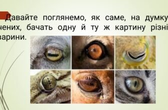 Як бачать тварини: особливості зору різних видів в природі