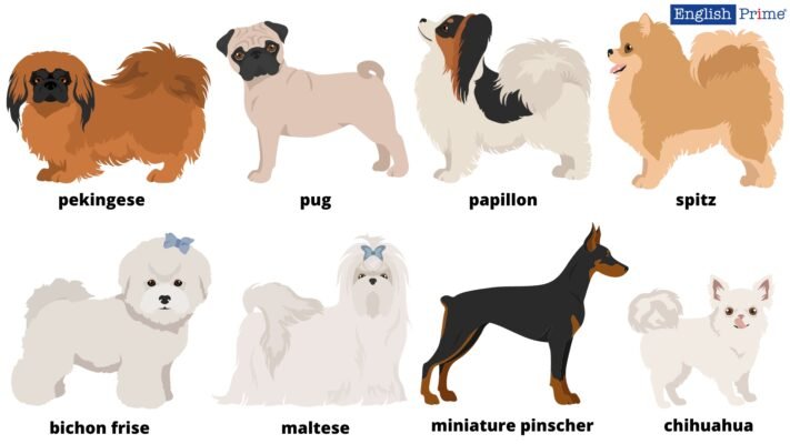 Огляд породи англійською: особливості й характеристики тварин