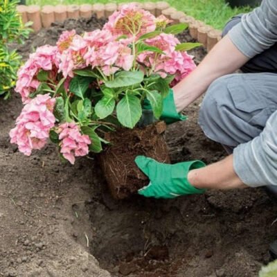 Як садити гортензії: покроковий посібник для гарного саду
