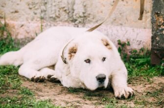 Вибір породи: яка велика біла собака підійде саме вам?