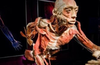 Відвідайте музей анатомії: унікальний погляд на таємниці людського тіла