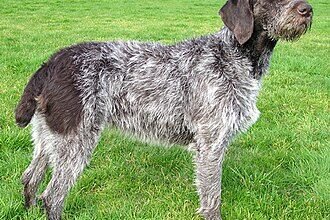 Порода собак дратхаар: характеристики, догляд та особливості виховання