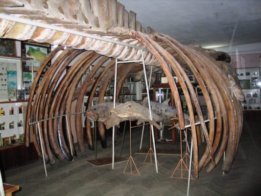 Відкрийте для себе історію: топ-музеї у Чернівцях для відвідування