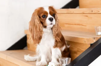 Маленька порода собак: ідеальний вибір для компактного житла