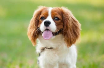 Кавалер порода: історія, особливості та догляд за улюбленцем