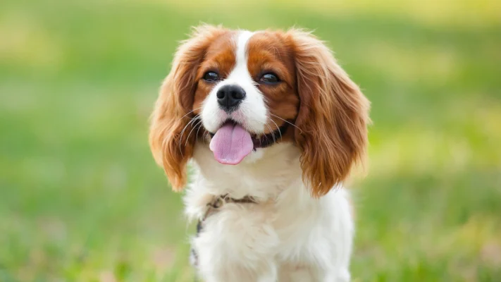 Кавалер порода: історія, особливості та догляд за улюбленцем