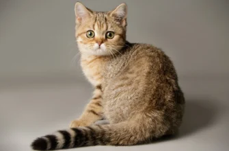 Порода скотіш страйт: особливості, характер та догляд за улюбленцями