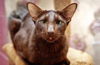 Гавана порода кошек: унікальні риси та особливості догляду