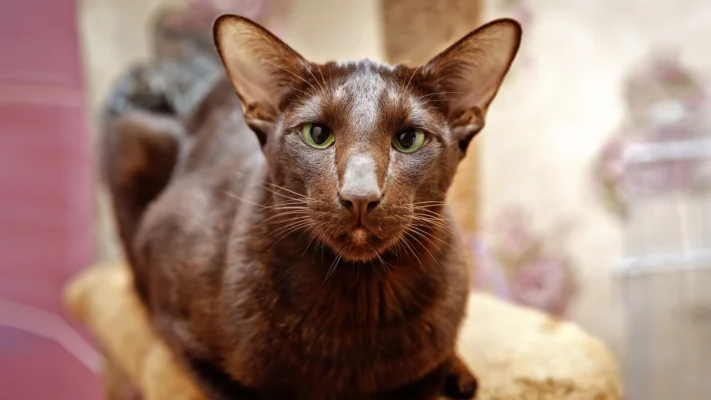 Гавана порода кошек: унікальні риси та особливості догляду
