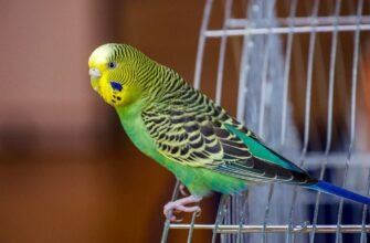 Популярні породи папуг: обираємо ідеального пернатого друга для дому