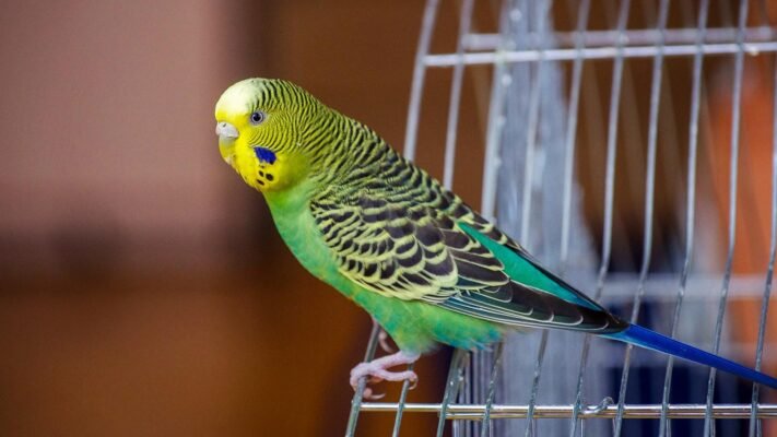 Популярні породи папуг: обираємо ідеального пернатого друга для дому