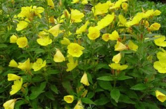 Примула вечірня: Корисні властивості та особливості вирощування
