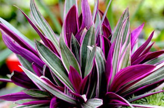 Загадковий світ рео: догляд, вирощування та корисні властивості