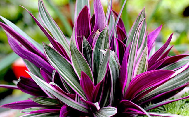 Загадковий світ рео: догляд, вирощування та корисні властивості