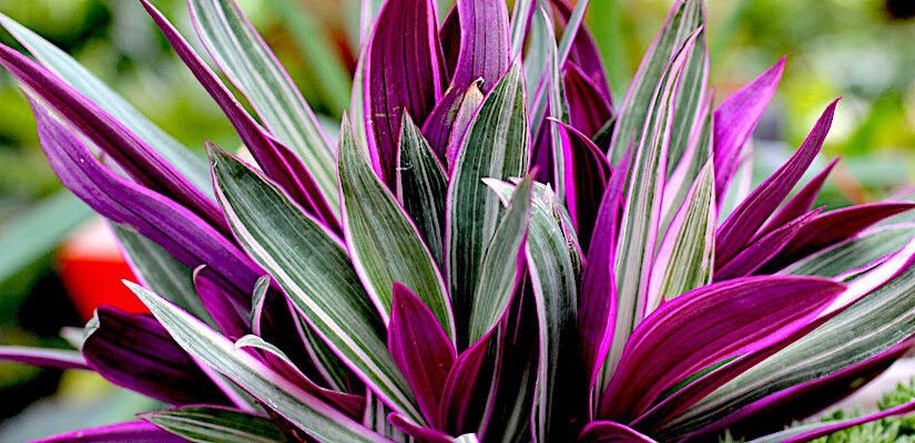 Загадковий світ рео: догляд, вирощування та корисні властивості