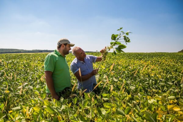 Хто такий агроном: що робить і чому важливий у сільському господарстві?