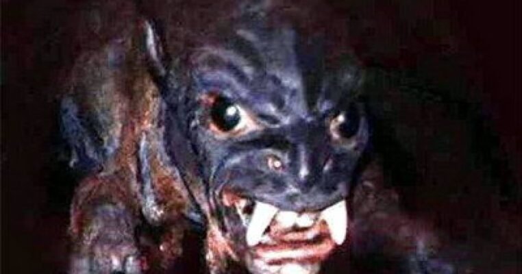 Як виглядає чупакабра: опис міфічної істоти і свідчення Як виглядає чупакабра: опис міфічної істоти і свідчення