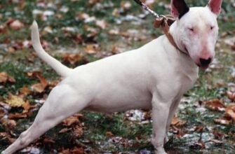 Топ-10: Яка насправді сама небезпечна порода собак у світі?