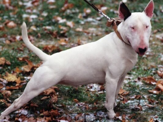 Топ-10: Яка насправді сама небезпечна порода собак у світі?