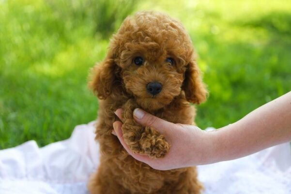 Порода: маленька коричнева кучерява собака – все про вибір улюбленця