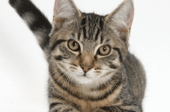 Порода котів таббі: особливості, догляд та характер улюбленців