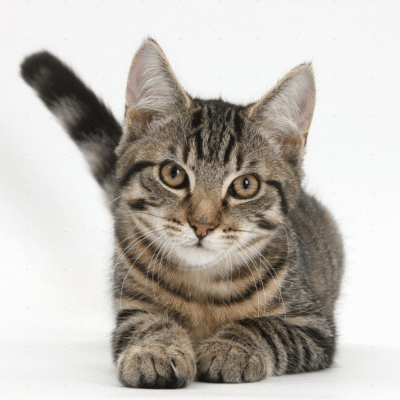 Порода котів таббі: особливості, догляд та характер улюбленців