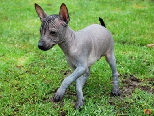 Аборигенні породи собак: унікальні особливості та еволюція видів