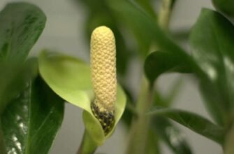 Як цвіте заміокулькас: поради з догляду та спостереження цвітіння