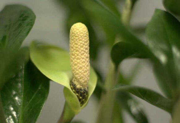 Як цвіте заміокулькас: поради з догляду та спостереження цвітіння