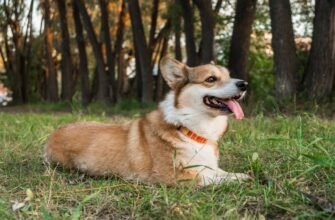 Породи собак середніх розмірів: Як обрати ідеального домашнього улюбленця