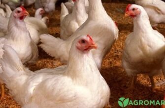 Купити м’ясні породи курей: оберіть найкраще для вашого господарства