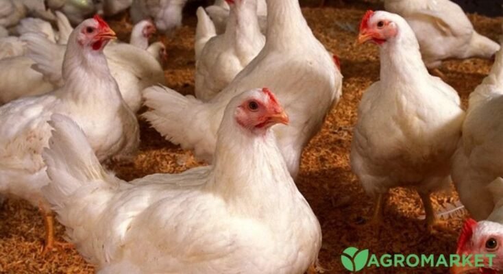 Купити м’ясні породи курей: оберіть найкраще для вашого господарства