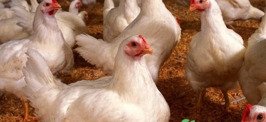 Купити м’ясні породи курей: оберіть найкраще для вашого господарства