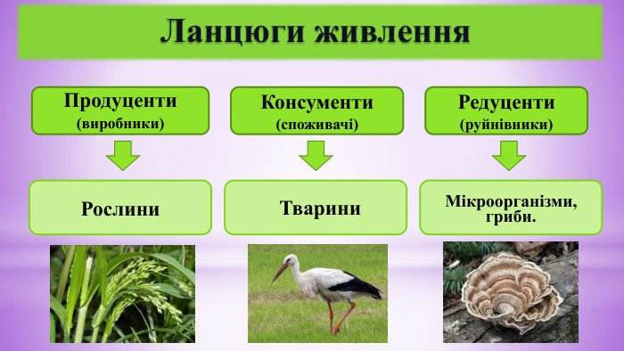 Хто такі редуценти: дізнайтесь про їх роль у природних екосистемах