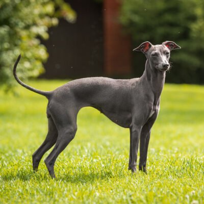 Грейхаунд: Все про породу собак, їх особливості та догляд