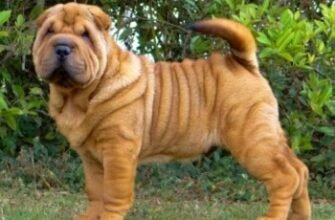 Шарпей: Все, що потрібно знати про особливості породи собак шарпей