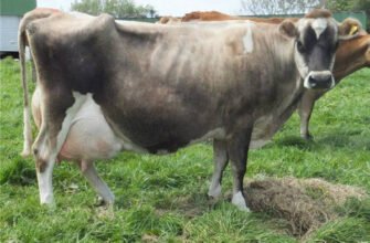 Молочні породи корів: які обрати для максимального надою?
