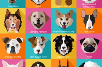 Визначте свою породу: Тест Яка ти порода собаки? для вас